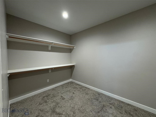 spacious closet with carpet