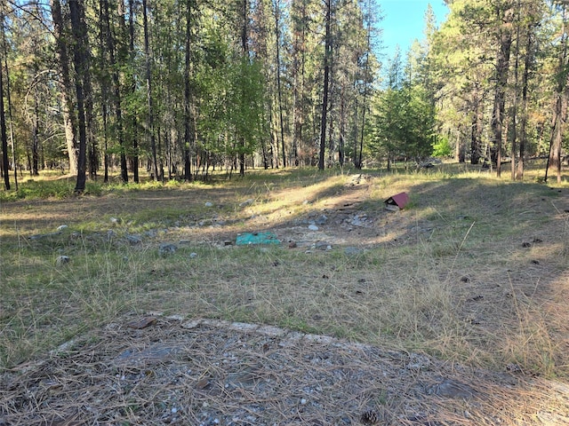 view of local wilderness