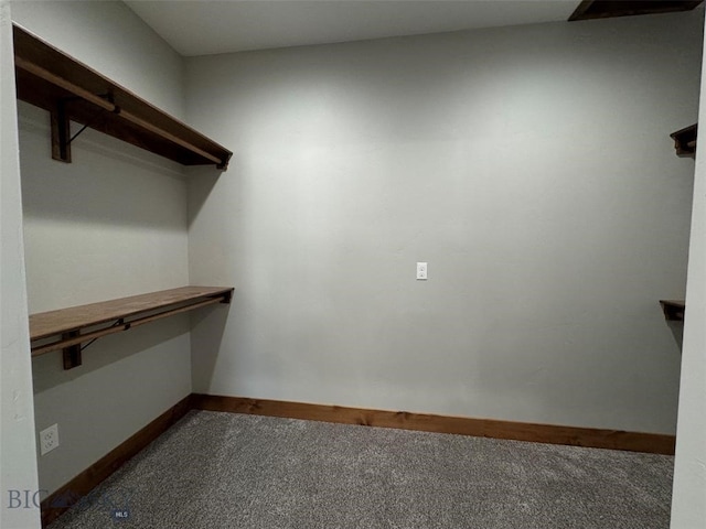 walk in closet featuring carpet