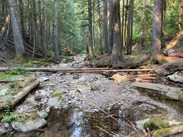 1876 Timber Creek Rd, Haugan, MT 59866 - view of wooded area