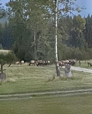 1876 Timber Creek Rd, Haugan, MT 59866 - surrounding community with a lawn