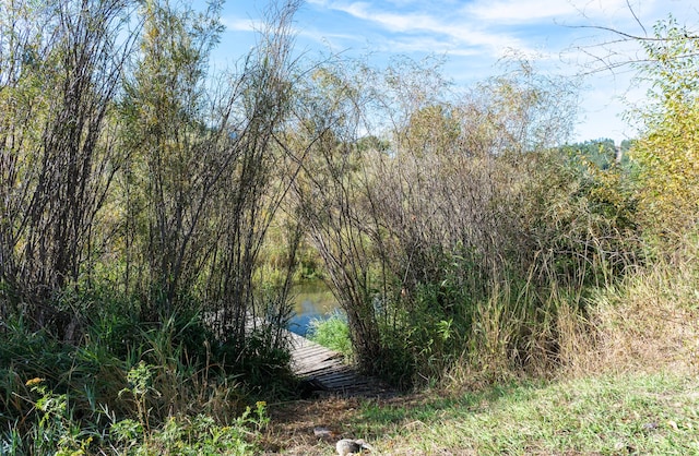 view of local wilderness with a forest view