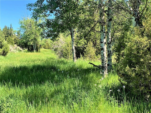 view of local wilderness