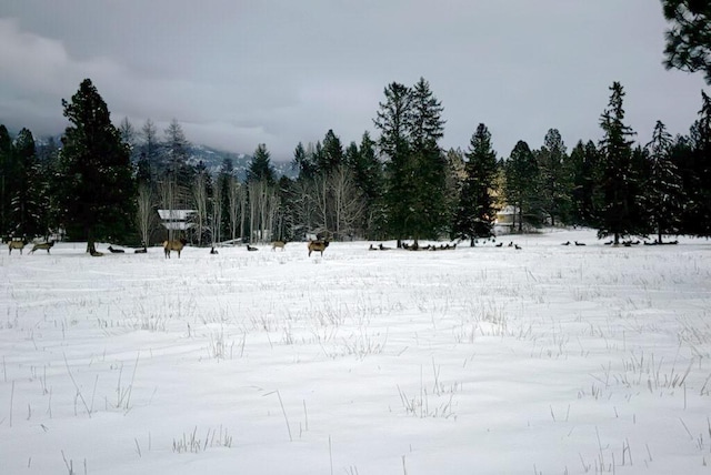 760 Trap Rd, Columbia Falls, MT 59912 - view of yard with a view of trees