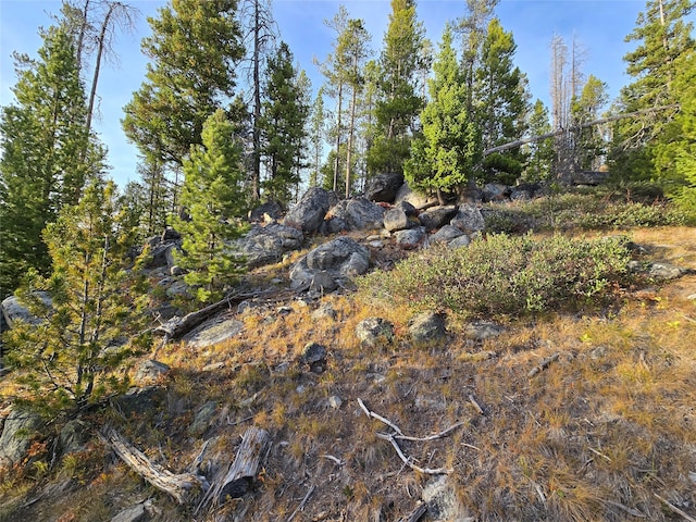 view of local wilderness