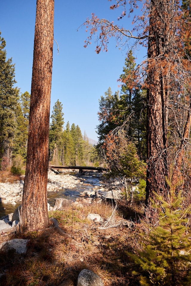 view of local wilderness