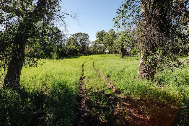 view of local wilderness