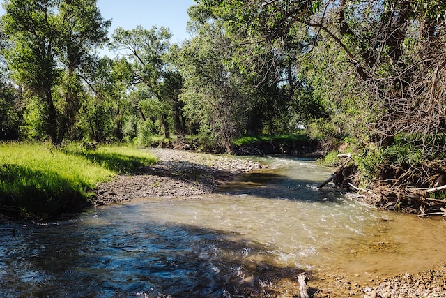 view of local wilderness