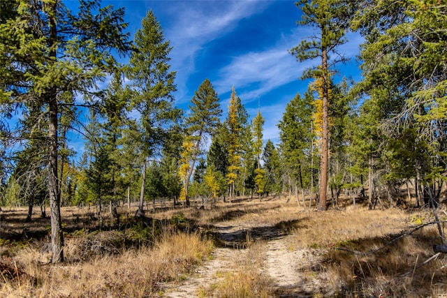 view of local wilderness