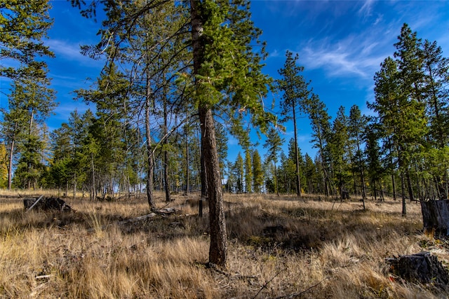 view of local wilderness