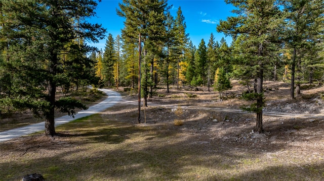 view of local wilderness