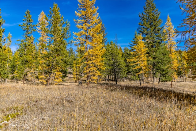 view of local wilderness