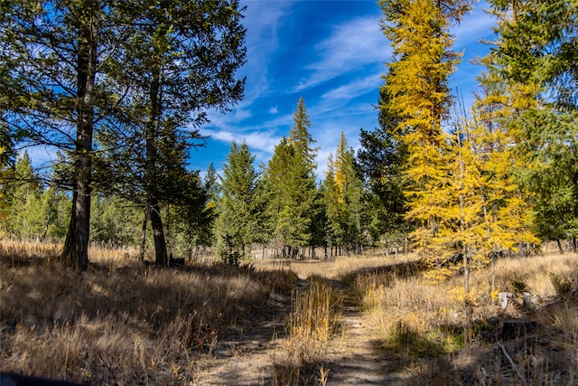 view of local wilderness