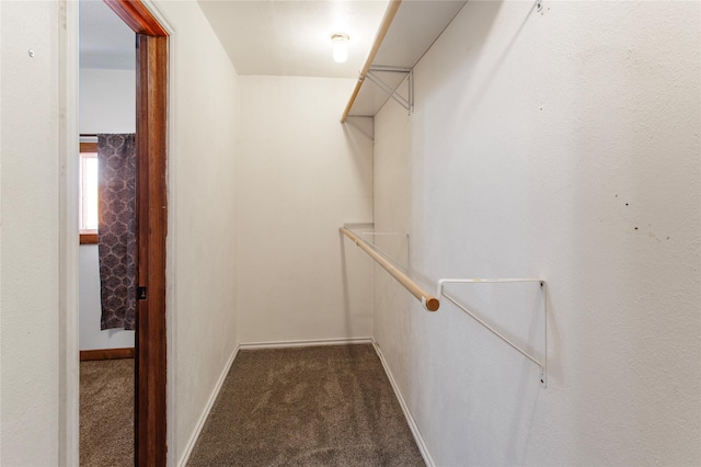 spacious closet featuring carpet