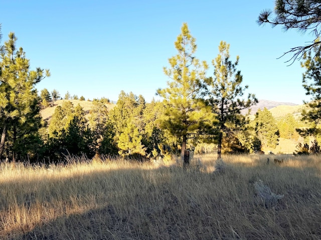 view of local wilderness