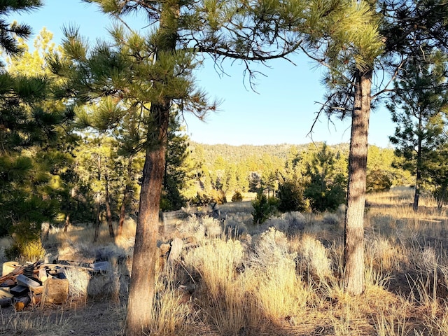 view of local wilderness