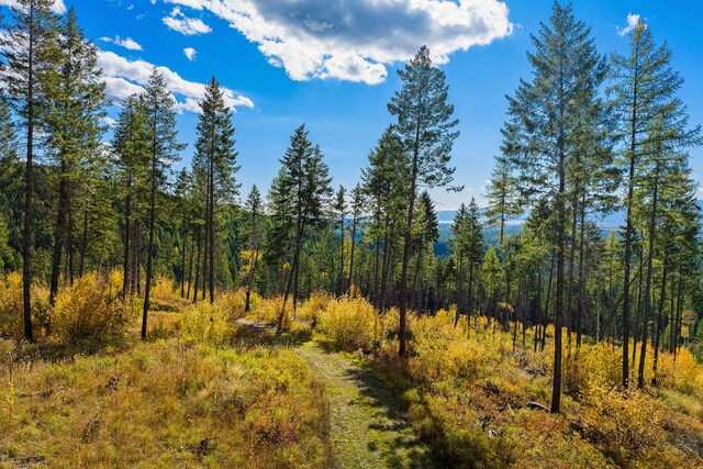 view of local wilderness