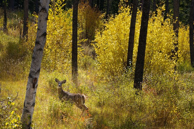 view of nature