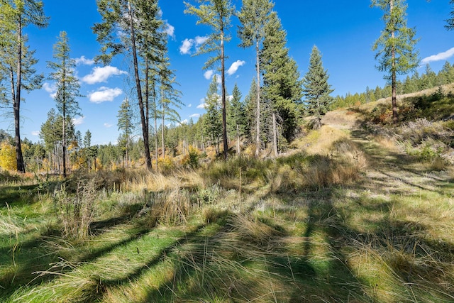 view of local wilderness