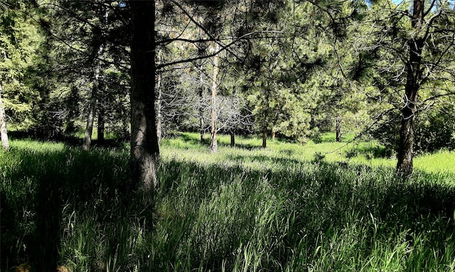 view of local wilderness