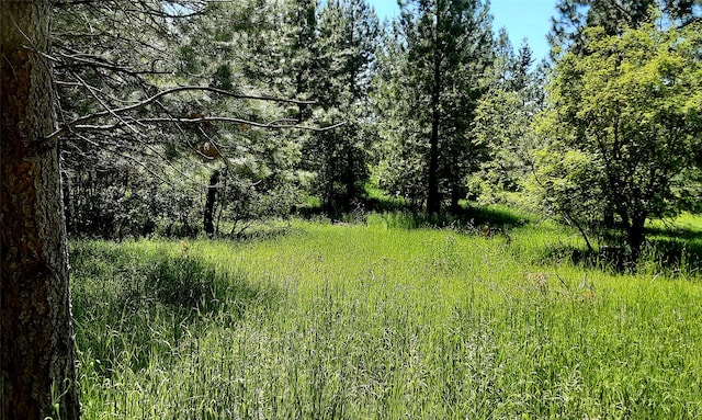 view of local wilderness