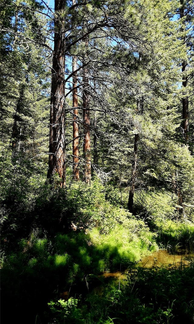 view of local wilderness