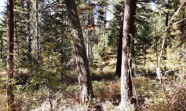 view of local wilderness