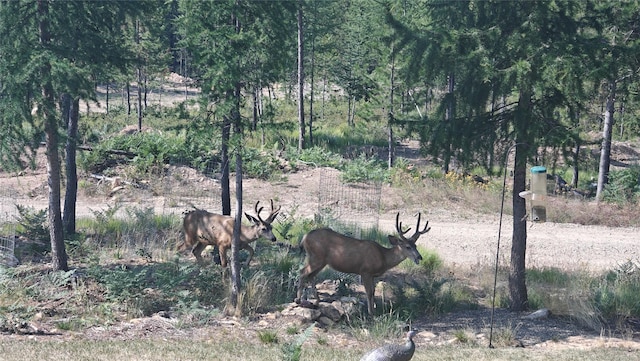 2197 W Tower Rd, Saltese, MT 59867 - view of nature