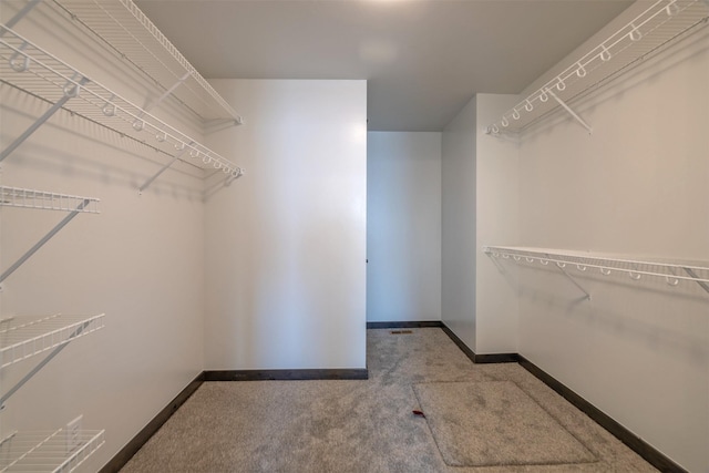 walk in closet featuring carpet floors