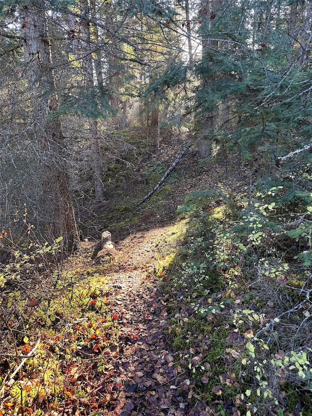 4895 Mt Highway 200, Thompson Falls, MT 59873 - view of tree filled area