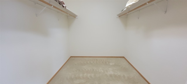 spacious closet with carpet flooring