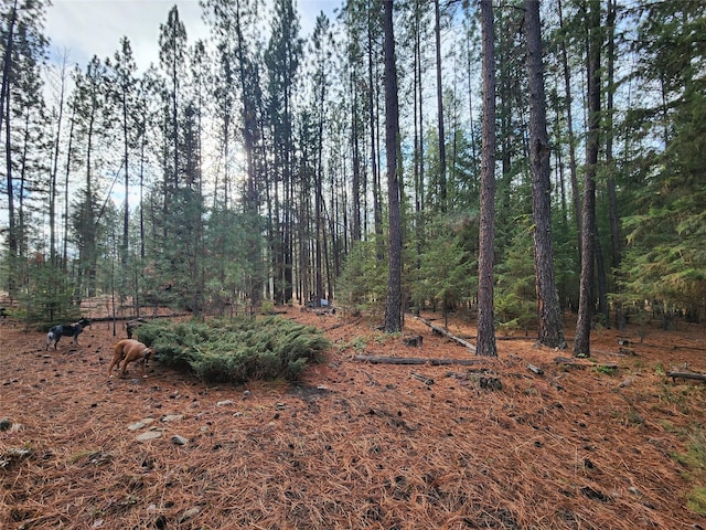 580 Upper Lynch Creek Rd, Plains, MT 59859 - view of undeveloped land
