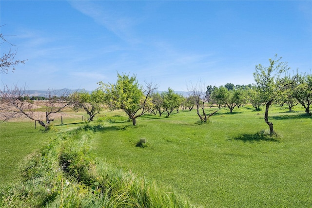 view of yard with a rural view