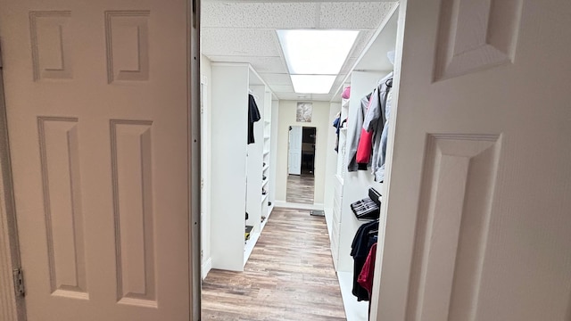 walk in closet with a paneled ceiling and light hardwood / wood-style flooring