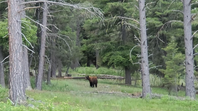 view of local wilderness