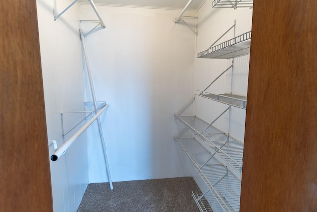 walk in closet featuring carpet floors