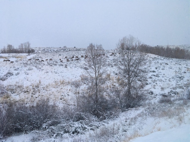 view of yard covered in snow