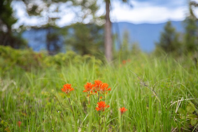 2290 Mountain Home Rd, Whitefish, MT 59937