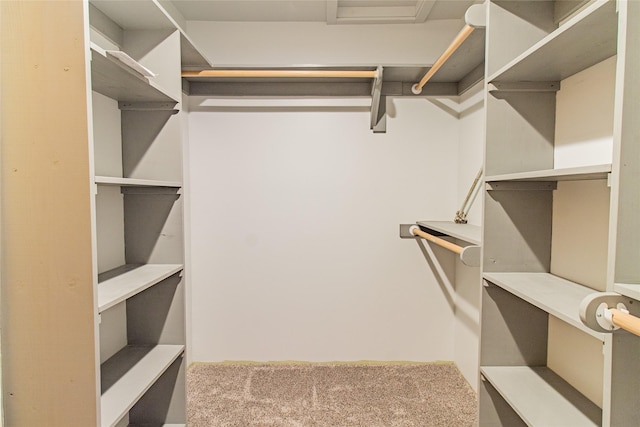 walk in closet with carpet flooring