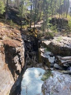 view of local wilderness