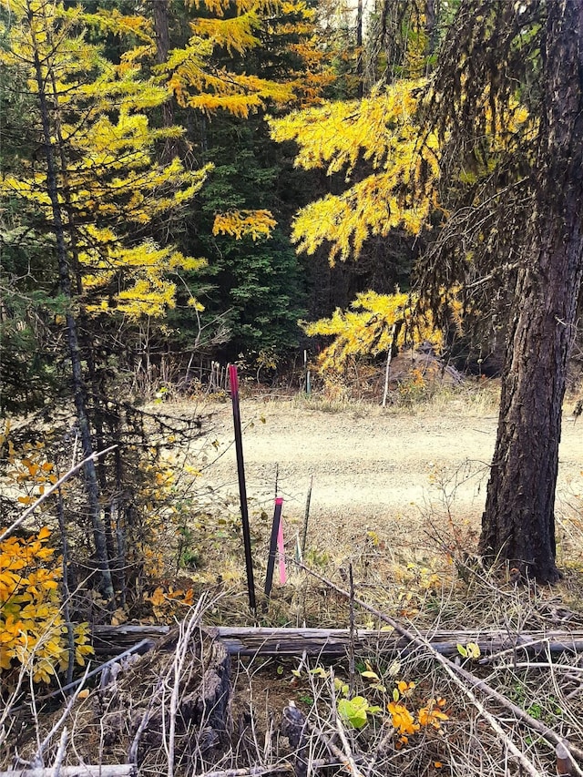 view of local wilderness