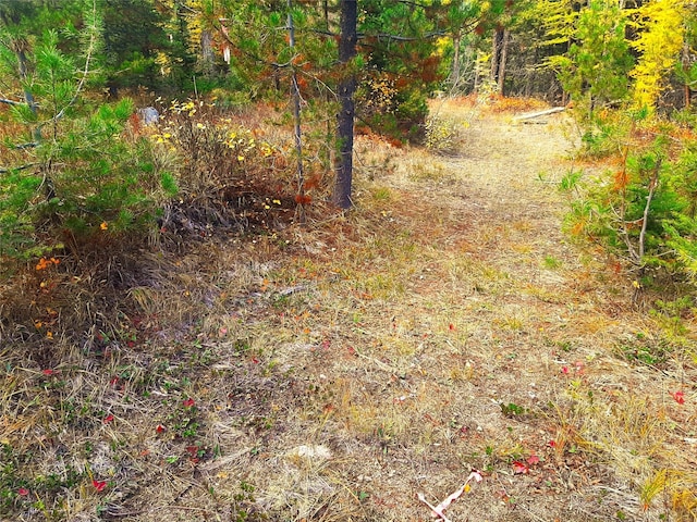 view of local wilderness