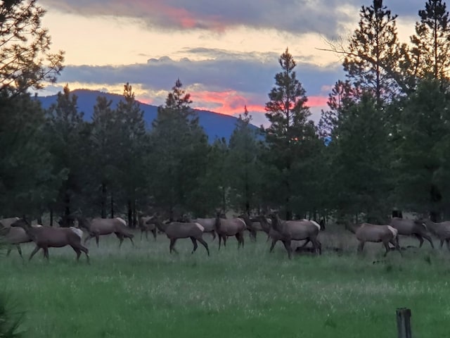 169 S Hill Rd, Trout Creek, MT 59874