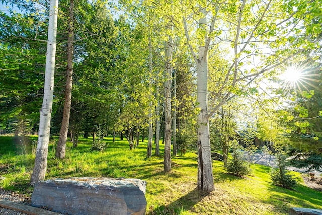113 Levi Ct, Bigfork, MT 59911 - view of green lawn