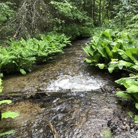 161 Tanglewood Ln, Whitefish, MT 59937 - view of undeveloped land