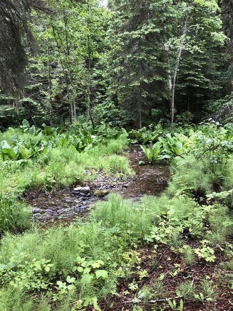 161 Tanglewood Ln, Whitefish, MT 59937 - view of wooded area