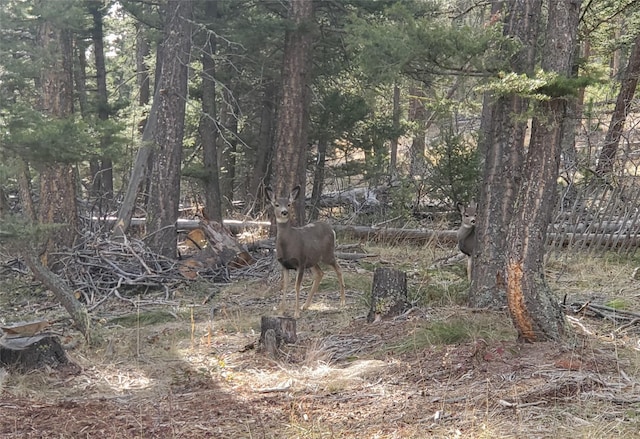 view of local wilderness