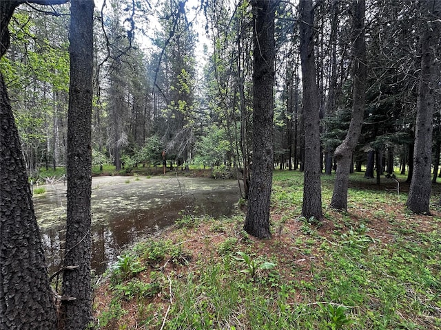 22 Pinewoods Dr, Trout Creek, MT 59874 - view of woods