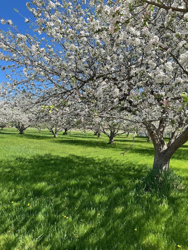 65637 Mt Highway 37, Eureka, MT 59917 - view of green lawn