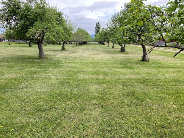 65637 Mt Highway 37, Eureka, MT 59917 - view of green lawn
